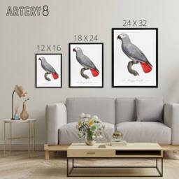 "Artery8 Psittacus Erithacus Grey Parrot Levaillant Framed Canvas Wall Art in White - Size: W12"" x H16""" - thumbnail 4
