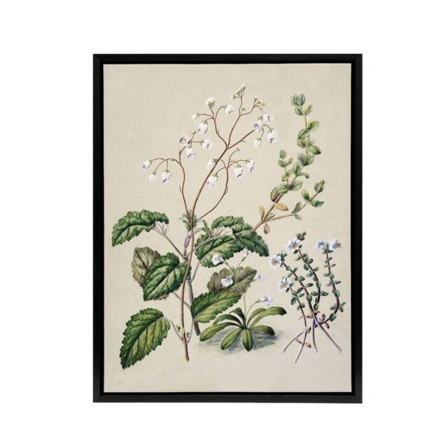 "Artery8 New Zealand Swamp Mazus Flowering Plant Featon Framed Canvas Wall Art in Beige - Size: W12"" x H16""" - image 1