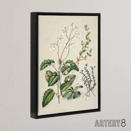 "Artery8 New Zealand Swamp Mazus Flowering Plant Featon Framed Canvas Wall Art in Beige - Size: W12"" x H16""" - thumbnail 2