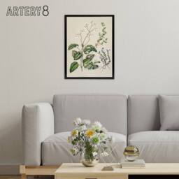 "Artery8 New Zealand Swamp Mazus Flowering Plant Featon Framed Canvas Wall Art in Beige - Size: W12"" x H16""" - thumbnail 3
