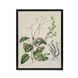 "Artery8 New Zealand Swamp Mazus Flowering Plant Featon Framed Canvas Wall Art in Beige - Size: W12"" x H16""" - thumbnail 1