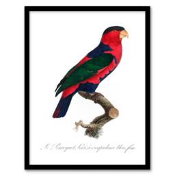 Artery8 Francois Levaillant Framed Wall Art The Black Capped Lory Parrot in White - Size: A4 - thumbnail 1