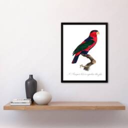 Artery8 Francois Levaillant Framed Wall Art The Black Capped Lory Parrot in White - Size: A4 - thumbnail 2