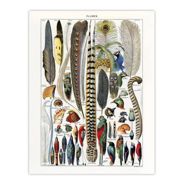 "Artery8 Plumes Exotic Bird Feathers Millot Vintage Wall Art Print Poster in White - Size: W12"" x H16""" - image 1