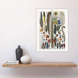 "Artery8 Plumes Exotic Bird Feathers Millot Vintage Wall Art Print Poster in White - Size: W12"" x H16""" - thumbnail 4