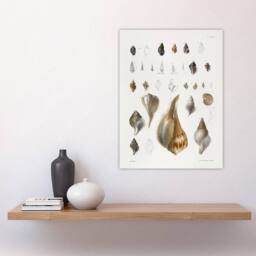 "Artery8 James De Kay Different Types of Sea Shells Wall Art Print in White - Size: W12"" x H16""" - thumbnail 4