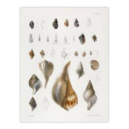 "Artery8 James De Kay Different Types of Sea Shells Wall Art Print in White - Size: W12"" x H16""" - thumbnail 1