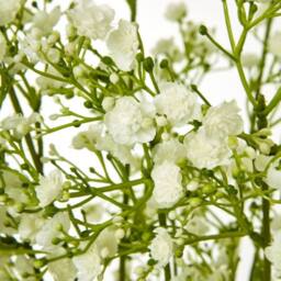 Lemon Pavilion Furniture and Decor Gypsophila Spray (Single Stem Flower) - Plastic - Height 106cm - Cream - thumbnail 2
