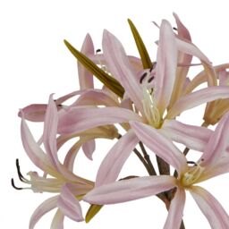 Hill Interiors The Natural Garden Collection Lily Stem Artificial Flower in Baby Pink - thumbnail 3