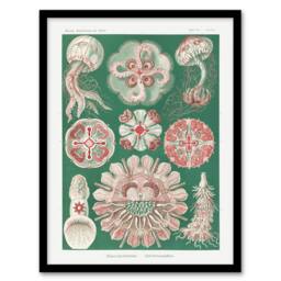 Artery8 Green Pink Vintage Jellyfish Haeckel Botanical Framed Wall Art Print - Size: A4 - thumbnail 1