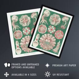 Artery8 Green Pink Vintage Jellyfish Haeckel Botanical Framed Wall Art Print - Size: A4 - thumbnail 2