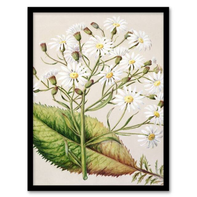 Artery8 Sarah Featon Framed Wall Art New Zealand Brachyglottis Hectorii Daisies in Beige - Size: A4 - image 1