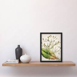 Artery8 Sarah Featon Framed Wall Art New Zealand Brachyglottis Hectorii Daisies in Beige - Size: A4 - thumbnail 2