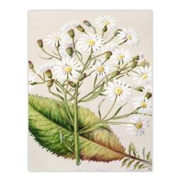 Artery8 Sarah Featon Framed Wall Art New Zealand Brachyglottis Hectorii Daisies in Beige - Size: A4 - thumbnail 3