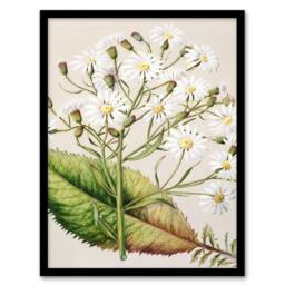 Artery8 Sarah Featon Framed Wall Art New Zealand Brachyglottis Hectorii Daisies in Beige - Size: A4 - thumbnail 1