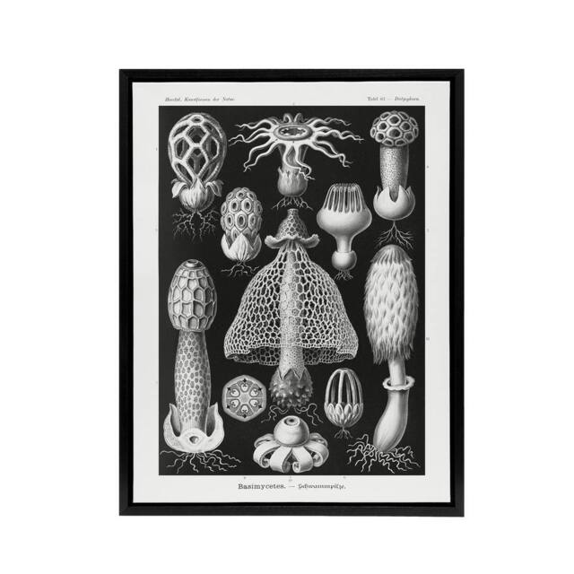 "Artery8 Basidiomycetes Fungi Species Haeckel Black Framed Canvas Wall Art - Size: W12"" x H16""" - image 1