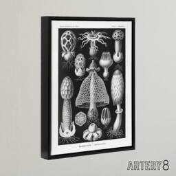 "Artery8 Basidiomycetes Fungi Species Haeckel Black Framed Canvas Wall Art - Size: W12"" x H16""" - thumbnail 2