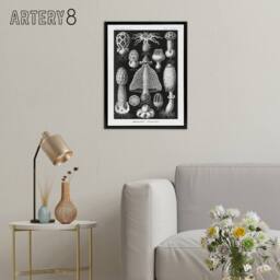 "Artery8 Basidiomycetes Fungi Species Haeckel Black Framed Canvas Wall Art - Size: W12"" x H16""" - thumbnail 3