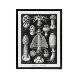 "Artery8 Basidiomycetes Fungi Species Haeckel Black Framed Canvas Wall Art - Size: W12"" x H16""" - thumbnail 1