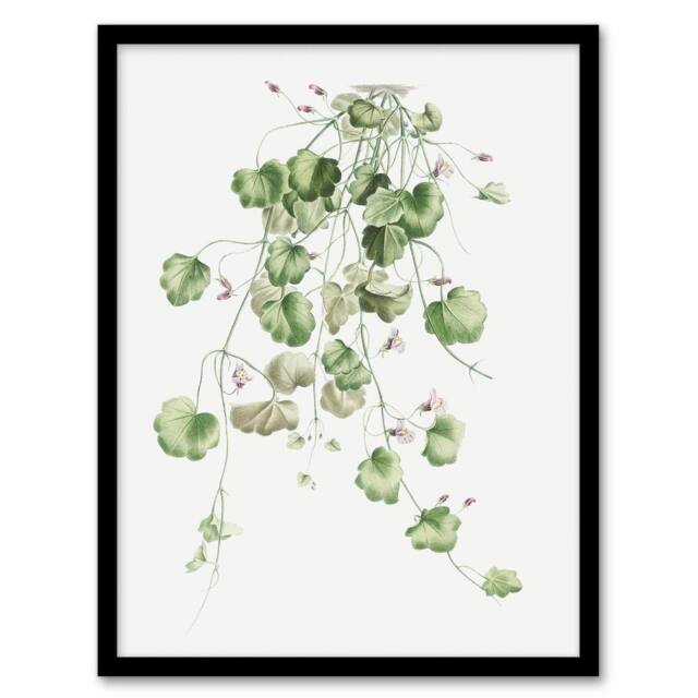 "Artery8 Kenilworth Ivy Botanical Redoute Vintage Framed Wall Art Print in White - Size: W12"" x H16""" - image 1