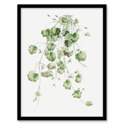 "Artery8 Kenilworth Ivy Botanical Redoute Vintage Framed Wall Art Print in White - Size: W12"" x H16""" - thumbnail 1