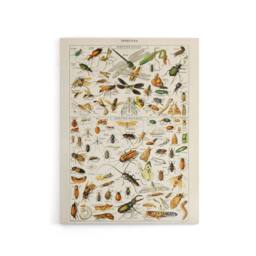 "Artery8 Millot Encyclopedia Page Dragonfly Insects Canvas Wall Art Print - Size: W24"" x H32""" - thumbnail 1