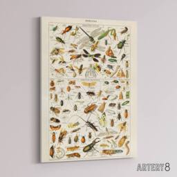 "Artery8 Millot Encyclopedia Page Dragonfly Insects Canvas Wall Art Print - Size: W24"" x H32""" - thumbnail 2