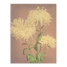 Artery8 Ogawa Kazumasa Framed Wall Art Print Three Yellow Chrysanthemums - Size: A4 - thumbnail 3