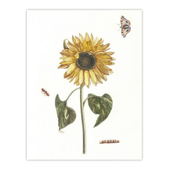 "Artery8 Sunflower Caterpillar & Two Butterflies Teyler Wall Art Poster Print in White - Size: W18"" x H24""" - image 1