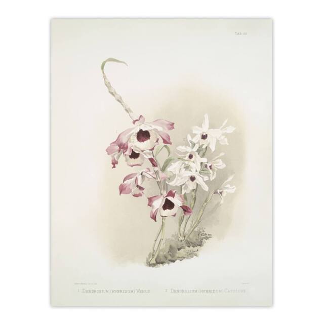 "Artery8 Frederick Sander Dendrobium Venus & Cassiope Orchid Wall Art Print - Size: W12"" x H16""" - image 1