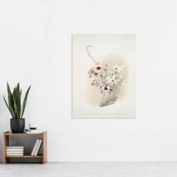 "Artery8 Frederick Sander Dendrobium Venus & Cassiope Orchid Wall Art Print - Size: W12"" x H16""" - thumbnail 4