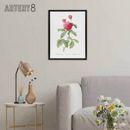 "Artery8 Agatha Rose Botanical Redoute Vintage Black Framed Canvas Wall Art in White - Size: W12"" x H16""" - thumbnail 3