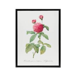 "Artery8 Agatha Rose Botanical Redoute Vintage Black Framed Canvas Wall Art in White - Size: W12"" x H16""" - thumbnail 1