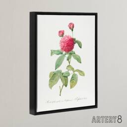 "Artery8 Agatha Rose Botanical Redoute Vintage Black Framed Canvas Wall Art in White - Size: W12"" x H16""" - thumbnail 2