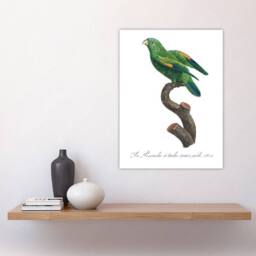 "Artery8 The Marigold Lorikeet Parrot Levaillant Wall Art Poster Print in White - Size: W18"" x H24""" - thumbnail 4