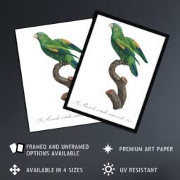 "Artery8 The Marigold Lorikeet Parrot Levaillant Wall Art Poster Print in White - Size: W18"" x H24""" - thumbnail 2