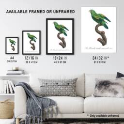 "Artery8 The Marigold Lorikeet Parrot Levaillant Wall Art Poster Print in White - Size: W18"" x H24""" - thumbnail 3