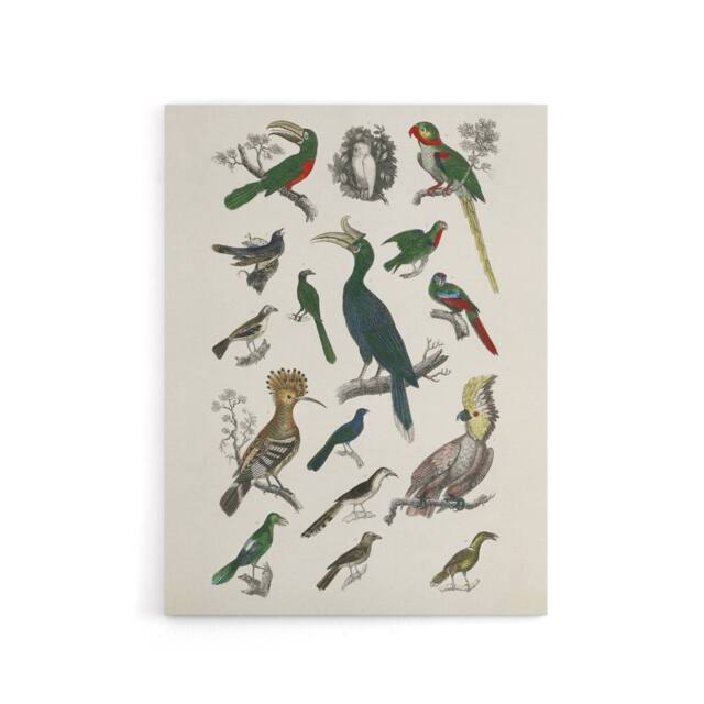 "Artery8 Various Birds Illustration Goldsmith Vintage Canvas Wall Art in White - Size: W24"" x H32""" - image 1