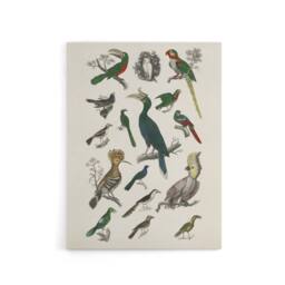 "Artery8 Various Birds Illustration Goldsmith Vintage Canvas Wall Art in White - Size: W24"" x H32""" - thumbnail 1