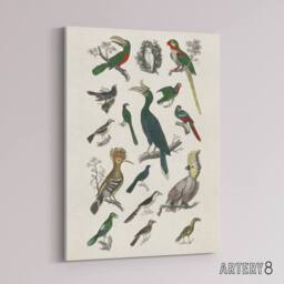 "Artery8 Various Birds Illustration Goldsmith Vintage Canvas Wall Art in White - Size: W24"" x H32""" - thumbnail 2