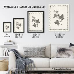 Artery8 Vintage Botanical Ipomoea Triloba Leaves Hibberd Framed Wall Art Print in White - Size: A4 - thumbnail 3