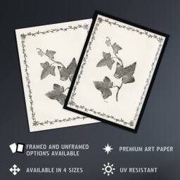 Artery8 Vintage Botanical Ipomoea Triloba Leaves Hibberd Framed Wall Art Print in White - Size: A4 - thumbnail 2