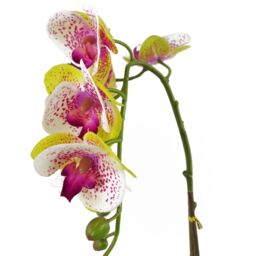 Leaf 46cm Artificial Orchid Harlequin Pink with Silver Pot - thumbnail 5