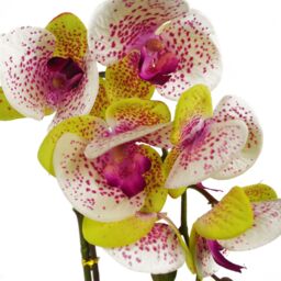 Leaf 46cm Artificial Orchid Harlequin Pink with Silver Pot - thumbnail 2