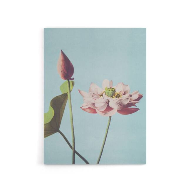 "Artery8 Pink Lotus Flower Blooms Canvas Wall Art Print Ogawa Kazumasa in Blue - Size: W18"" x H24""" - image 1
