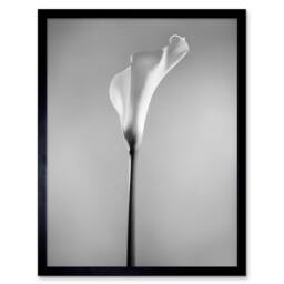 "Artery8 Flower Black & White Calla Lily Home Decor 12x16"" Framed Art Print in Grey - Size: W12"" x H16""" - thumbnail 1