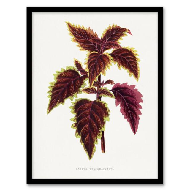Artery8 AF Lydon Benjamin Fawcett Red Coleus Plant Leaf Framed Wall Art Print in White - Size: A4 - image 1