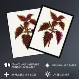 Artery8 AF Lydon Benjamin Fawcett Red Coleus Plant Leaf Framed Wall Art Print in White - Size: A4 - thumbnail 2