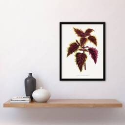 Artery8 AF Lydon Benjamin Fawcett Red Coleus Plant Leaf Framed Wall Art Print in White - Size: A4 - thumbnail 4