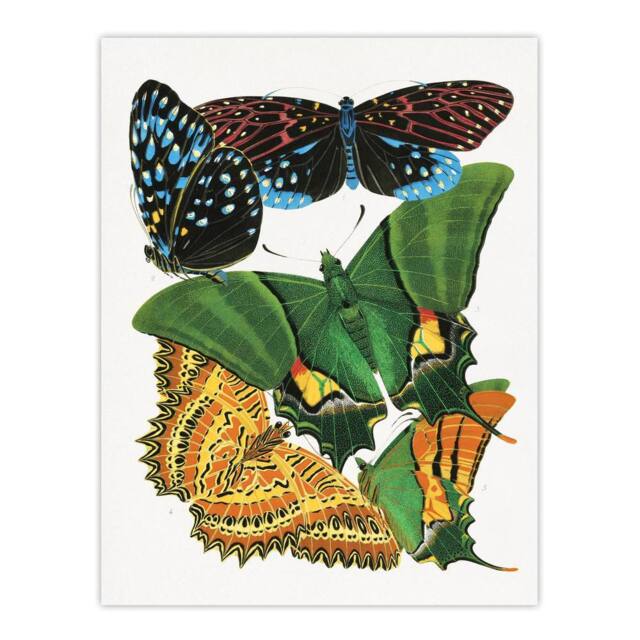 "Artery8 Vintage Vibrant Butterflies Papillon Wall Art Print Eugene Seguy - Size: W12"" x H16""" - image 1